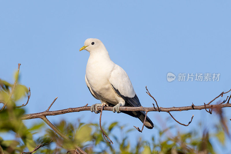 Torresian Imperial-Pigeon，澳大利亚